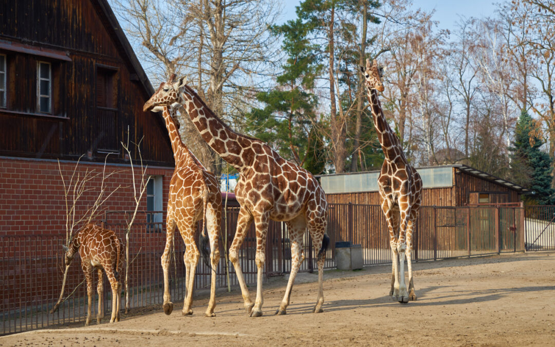 Zoo Ostrava – drugie co do wielkości w Czechach. 92‑hektarowy teren, 400 gatunków zwierząt i ścieżki botaniczne